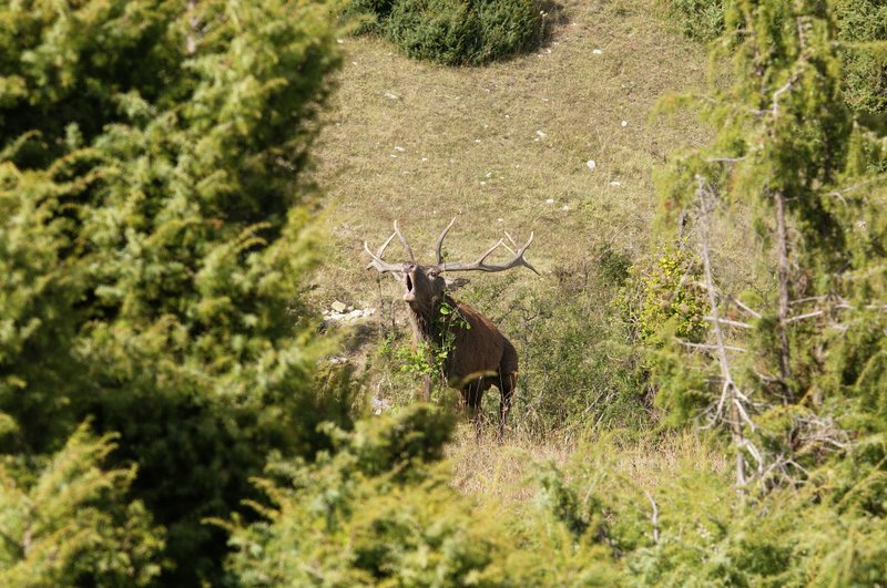Un''arena molto contesa